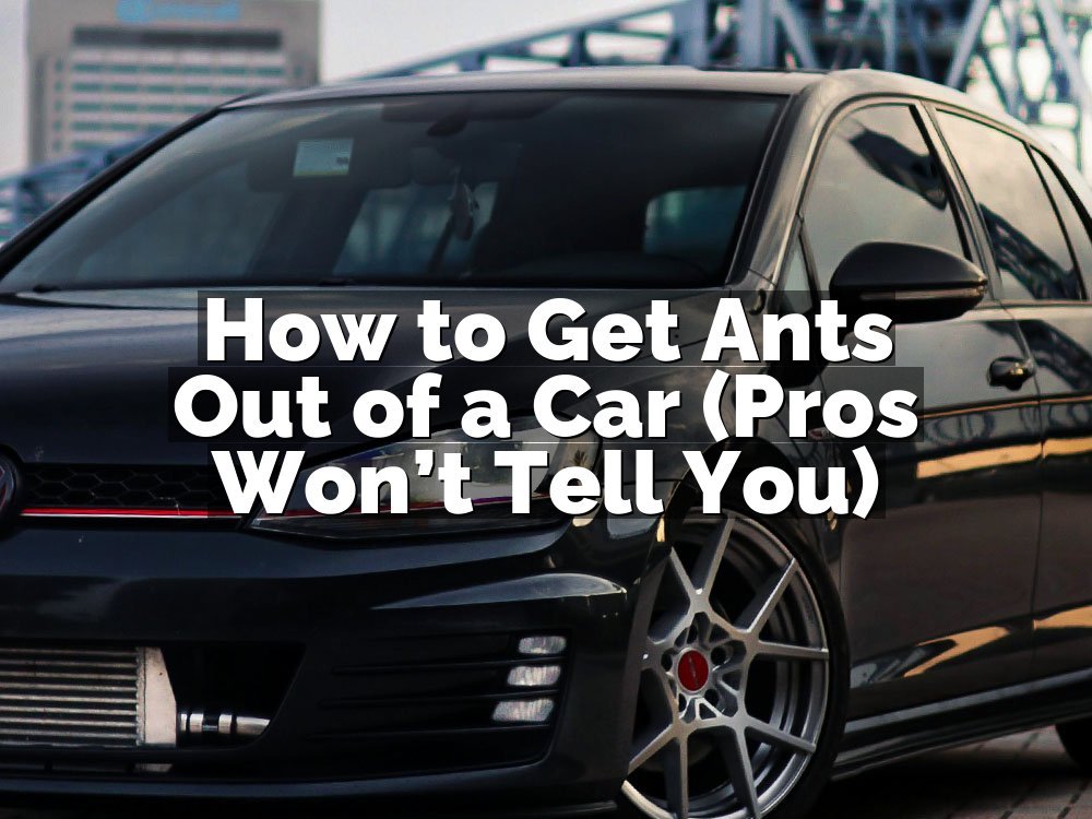 How to Get Ants Out of a Car (Pros Won’t Tell You)