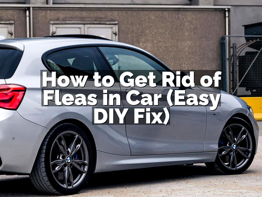 How to Get Rid of Fleas in Car (Easy DIY Fix)