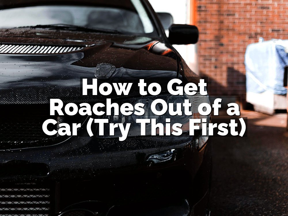 How to Get Roaches Out of a Car (Try This First)