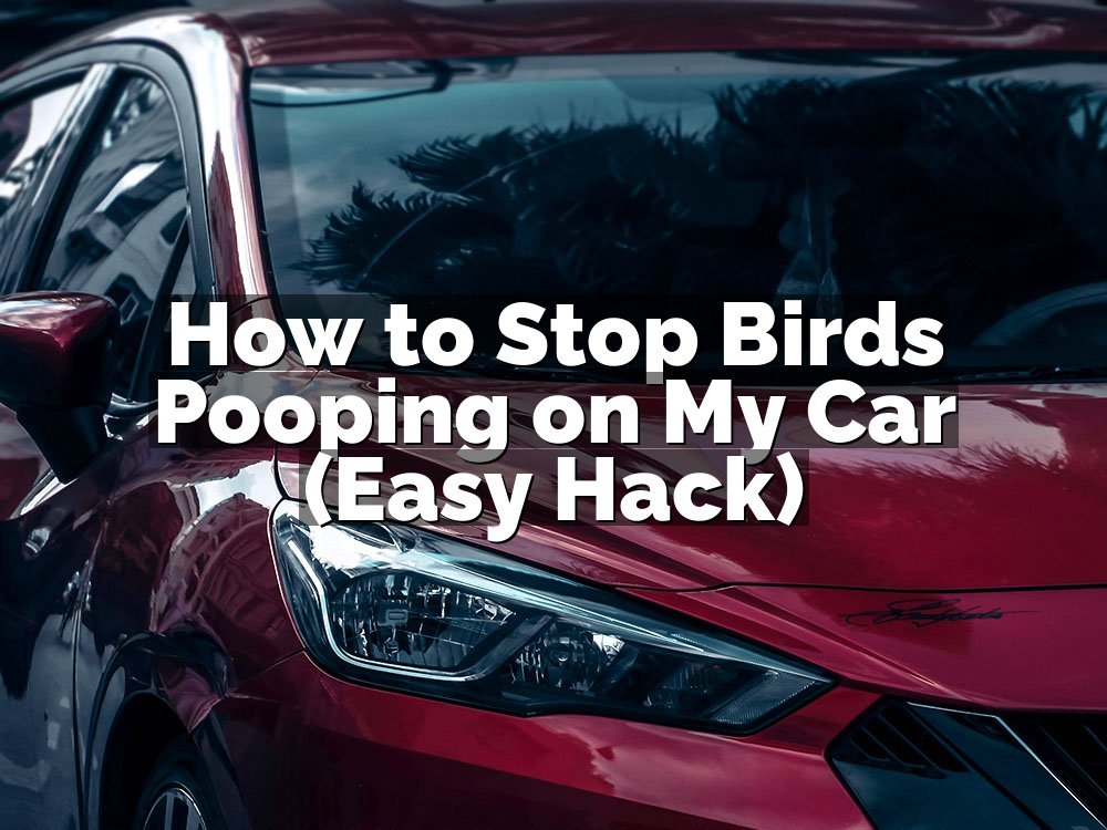 How to Stop Birds Pooping on My Car (Easy Hack)